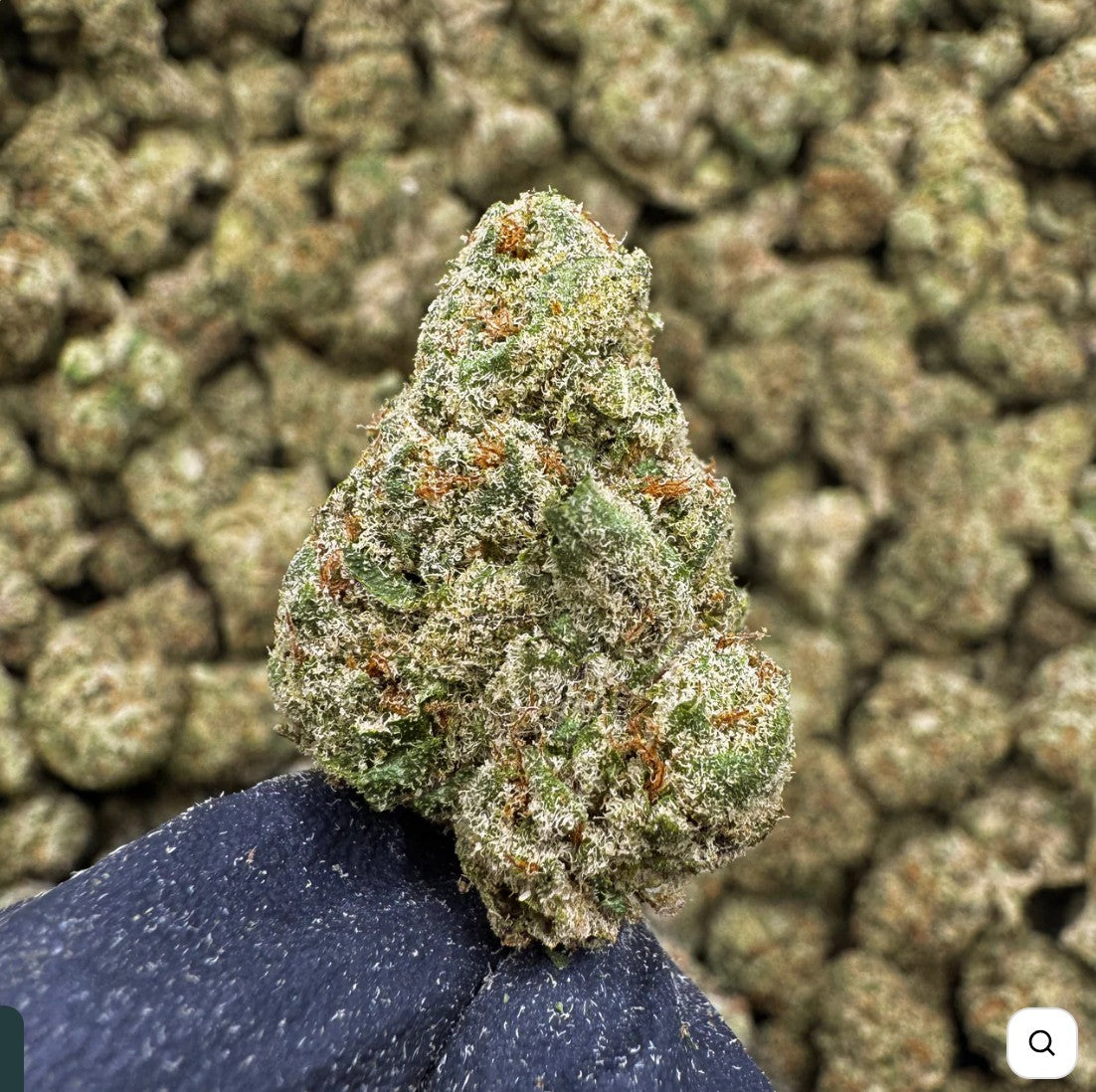 Alien OG
