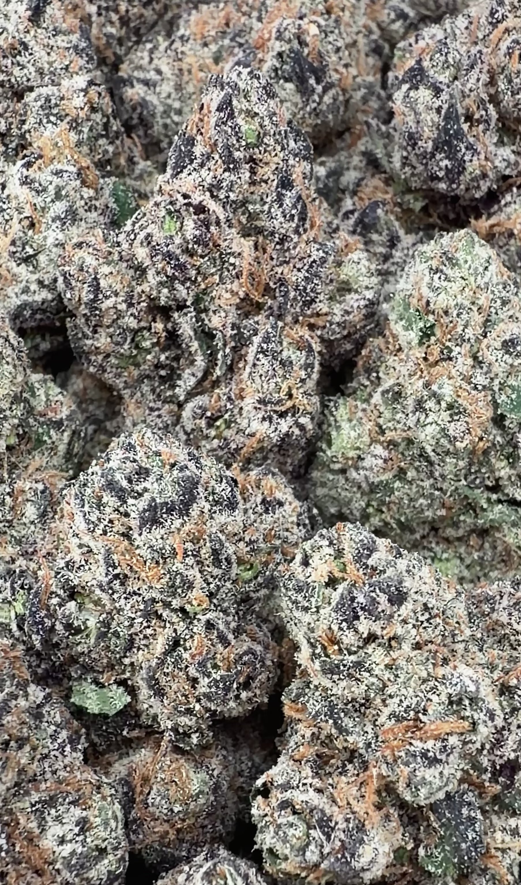 Gumbo- Indica Hybrid(Wholesale)