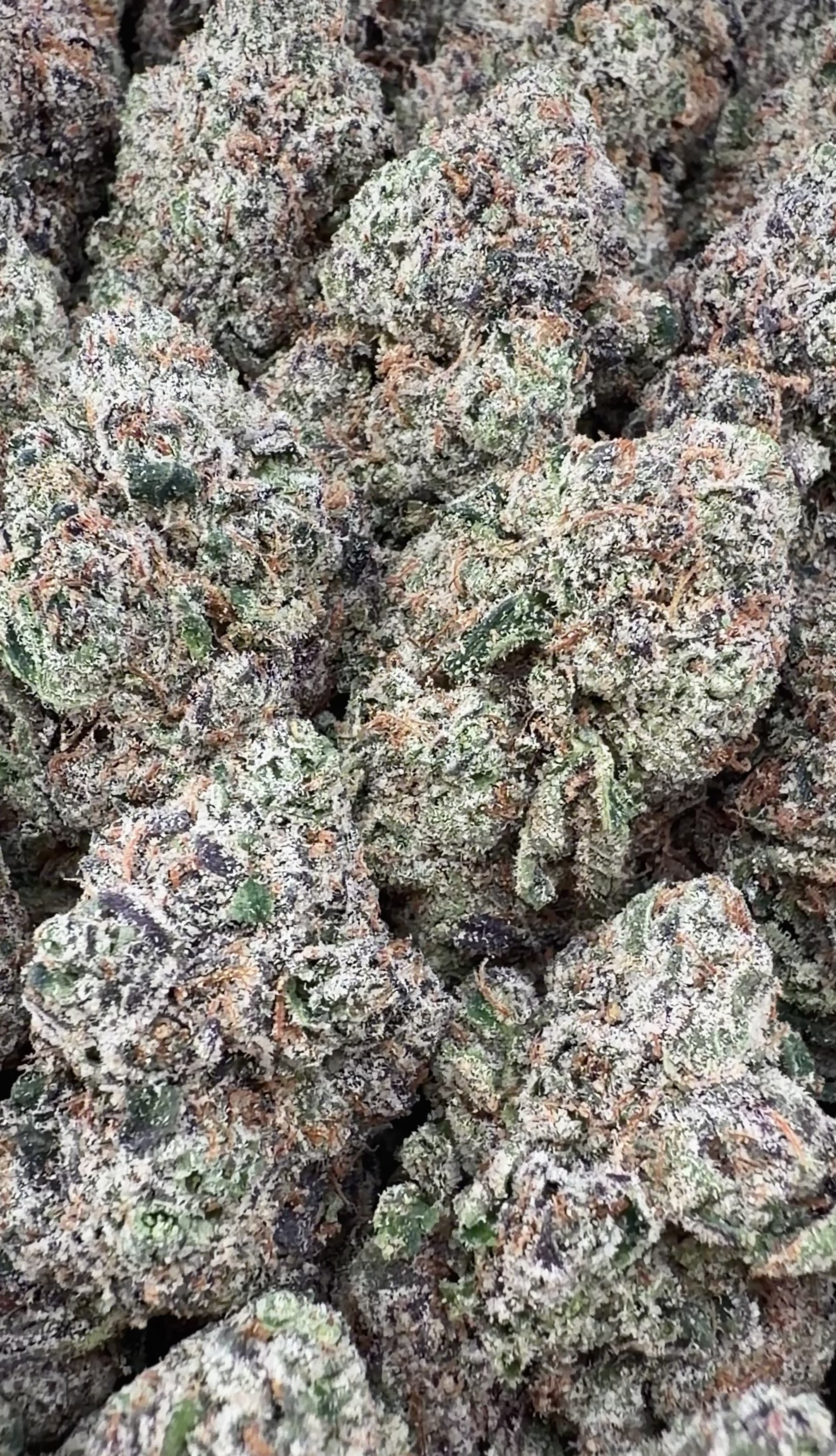 Bolo Runtz- Indica Hybrid