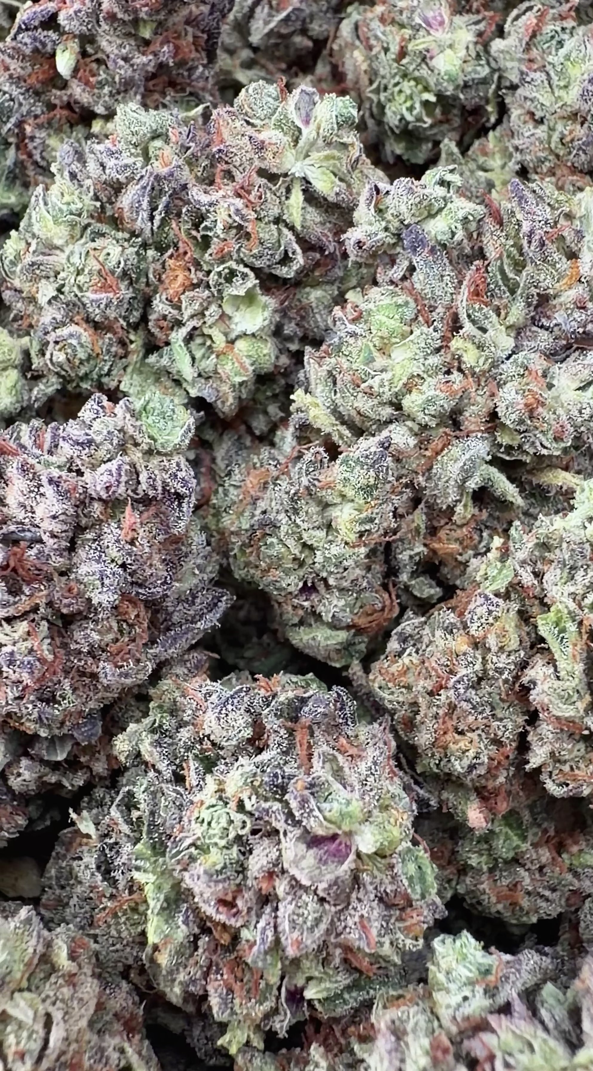 Grape God- Indica Hybrid(Wholesale)