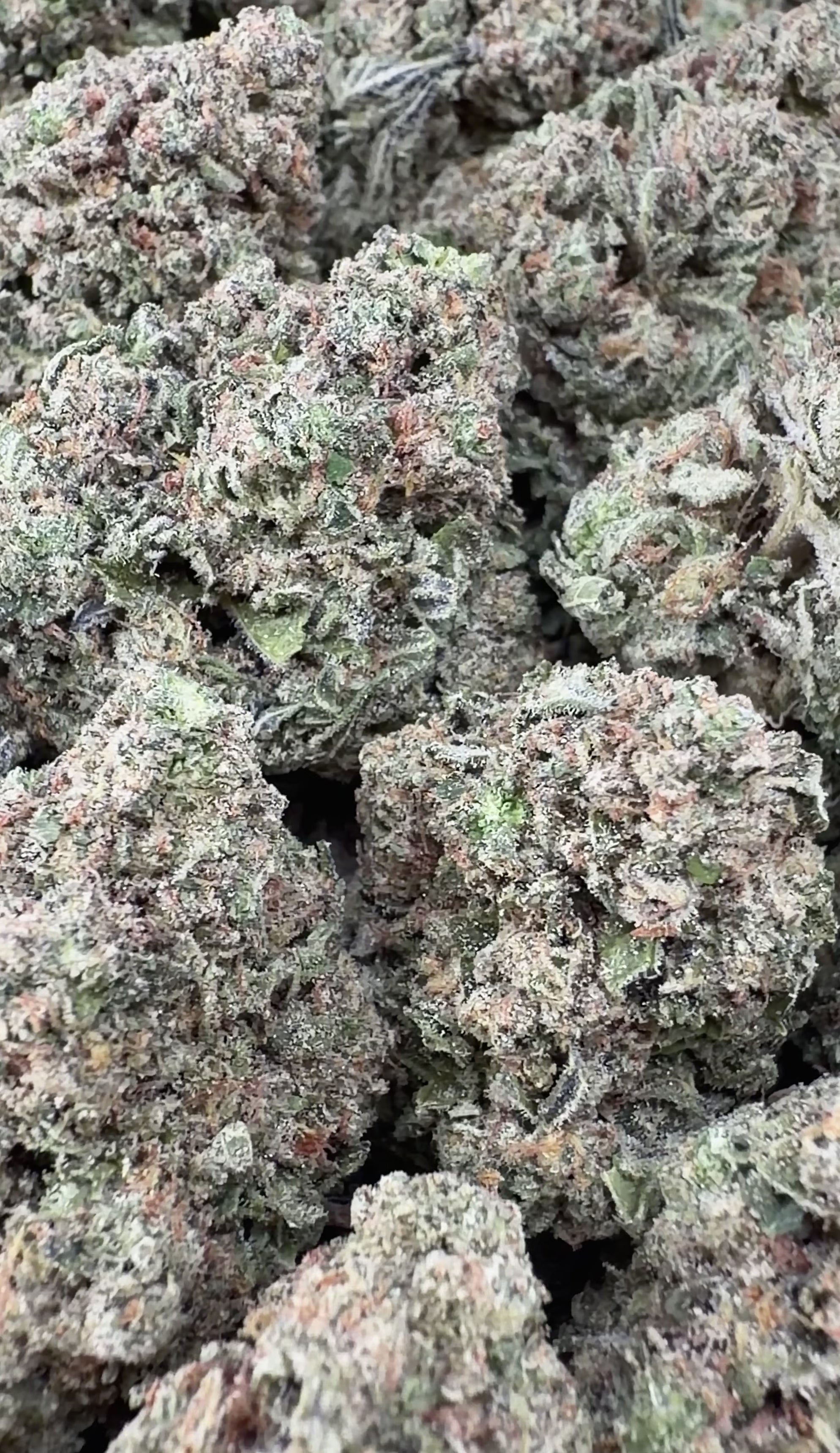 Gelato 33- Indica Hybrid