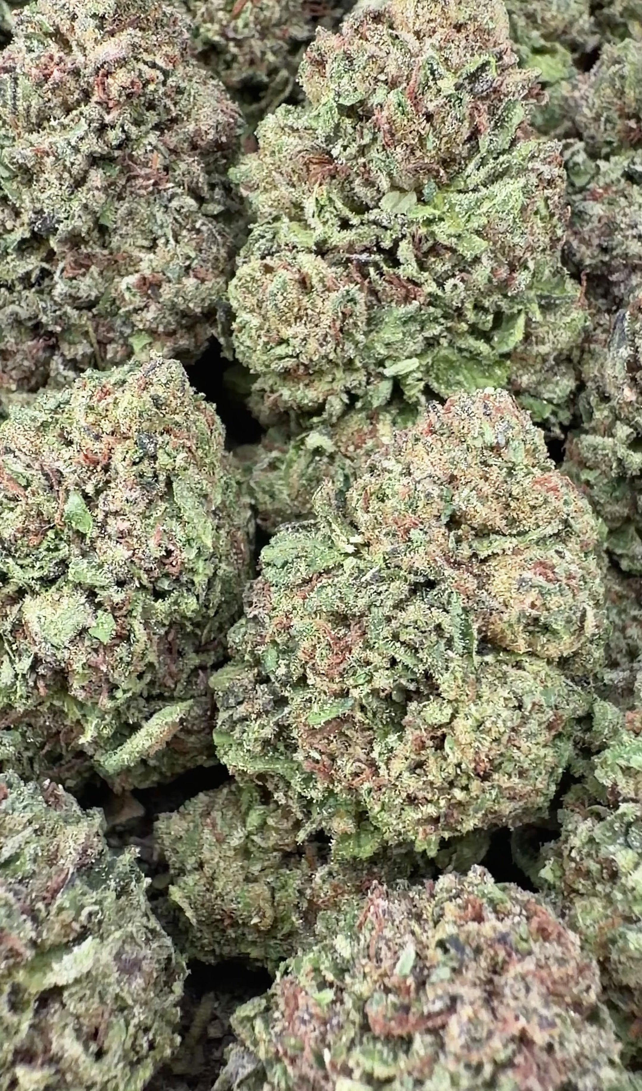 Candy Drop- Indica Hybrid(Wholesale)