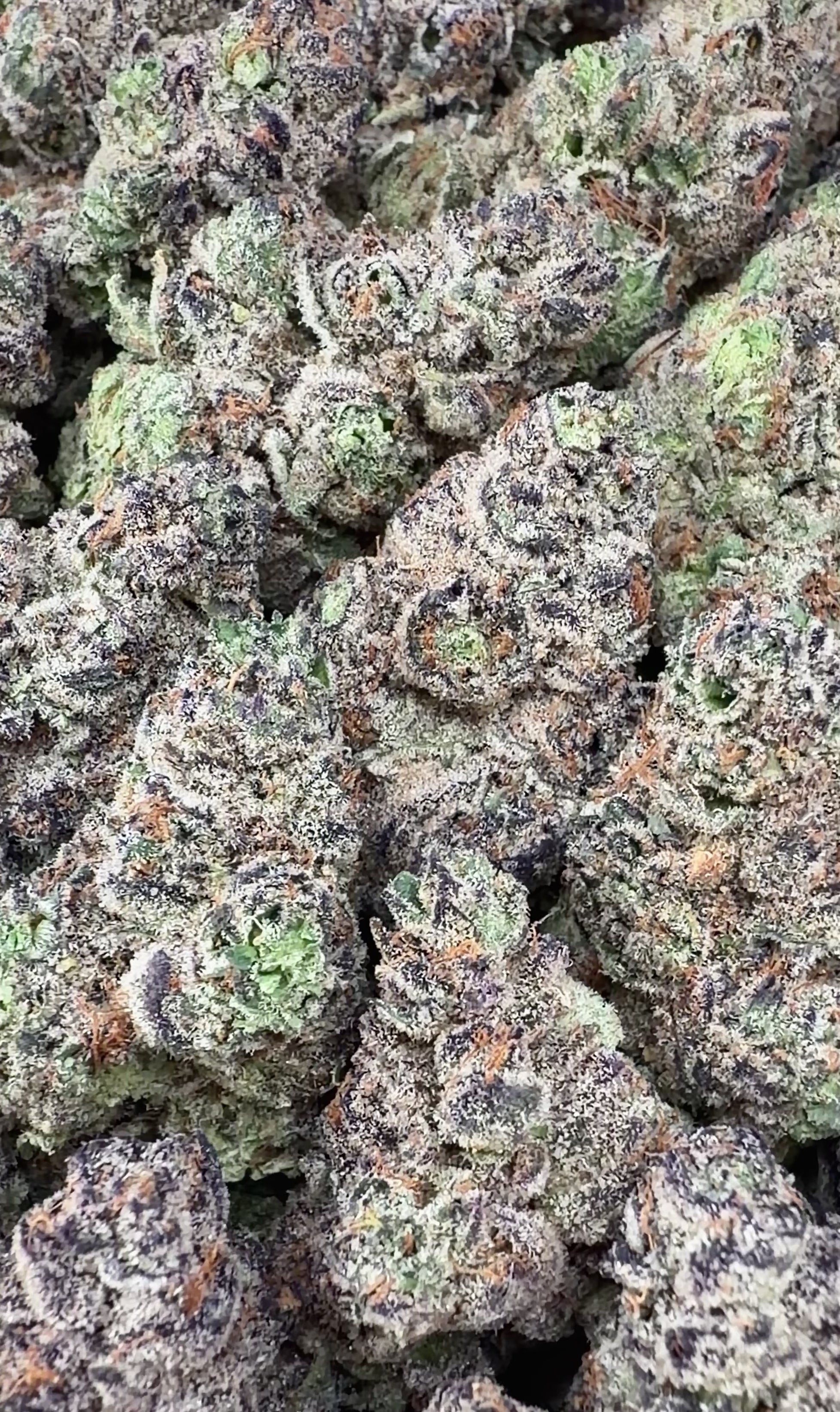 Alien OG